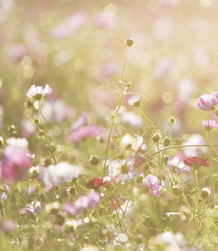 Blumenwiese mit Gras und rosa Blumen.