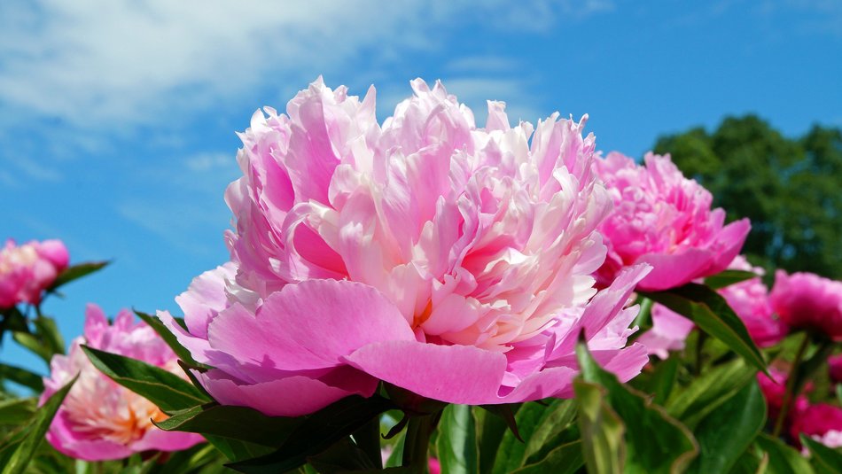 Große pinkene Blüte vor blauem Himmel